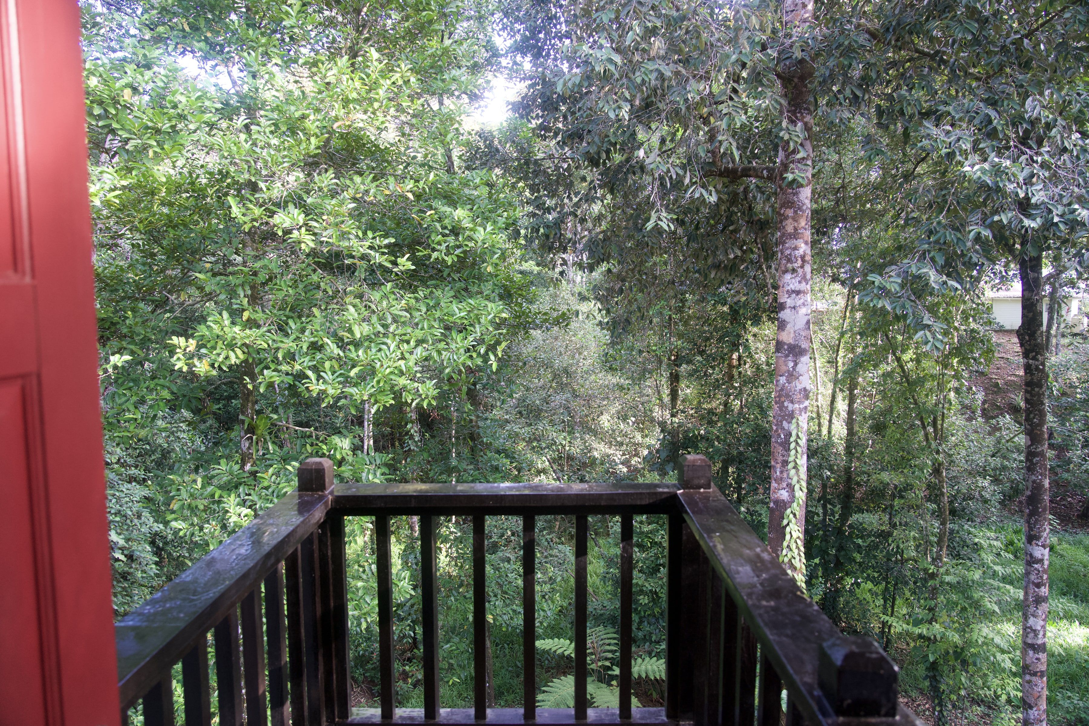 The jungle from the balcony