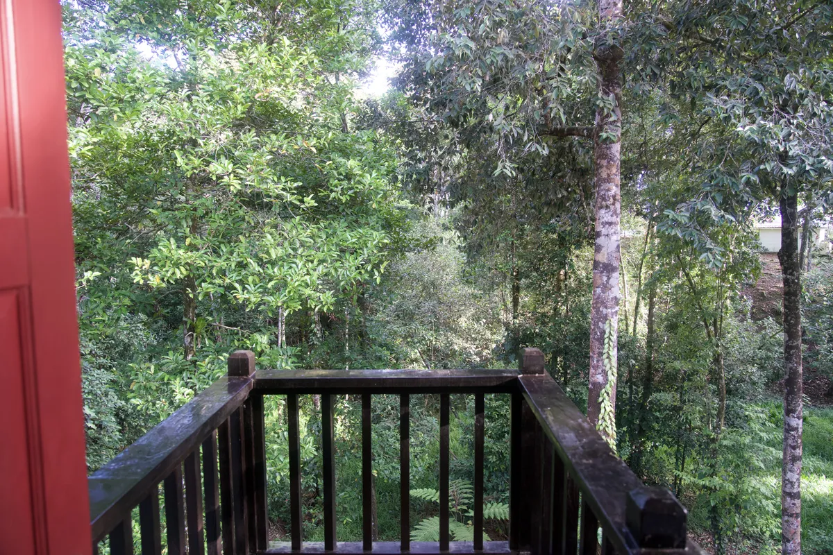 The jungle from the balcony