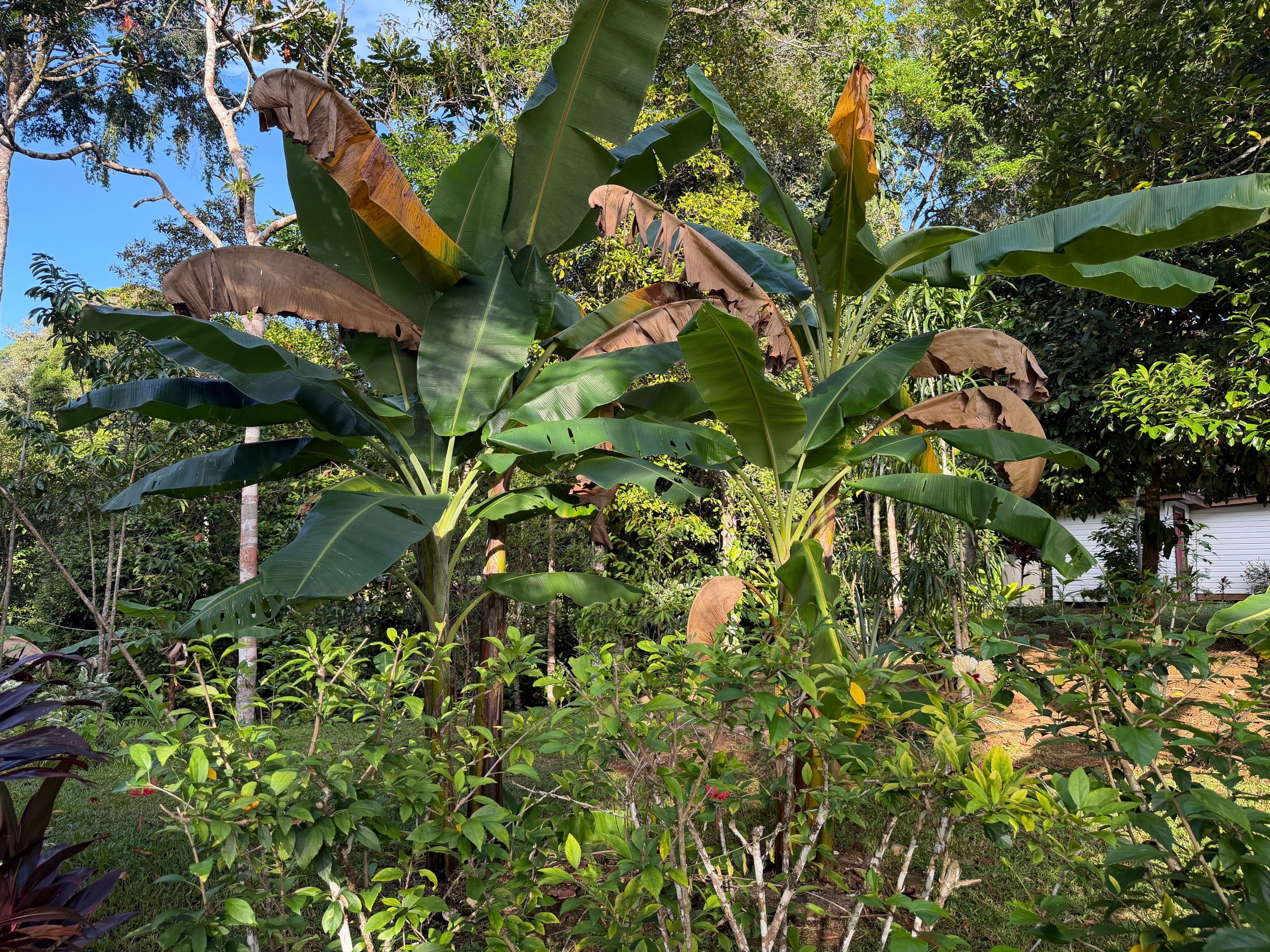 Banana plants in the garden