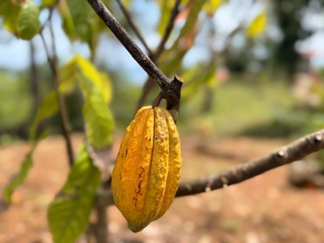 A cacao pod in the garden