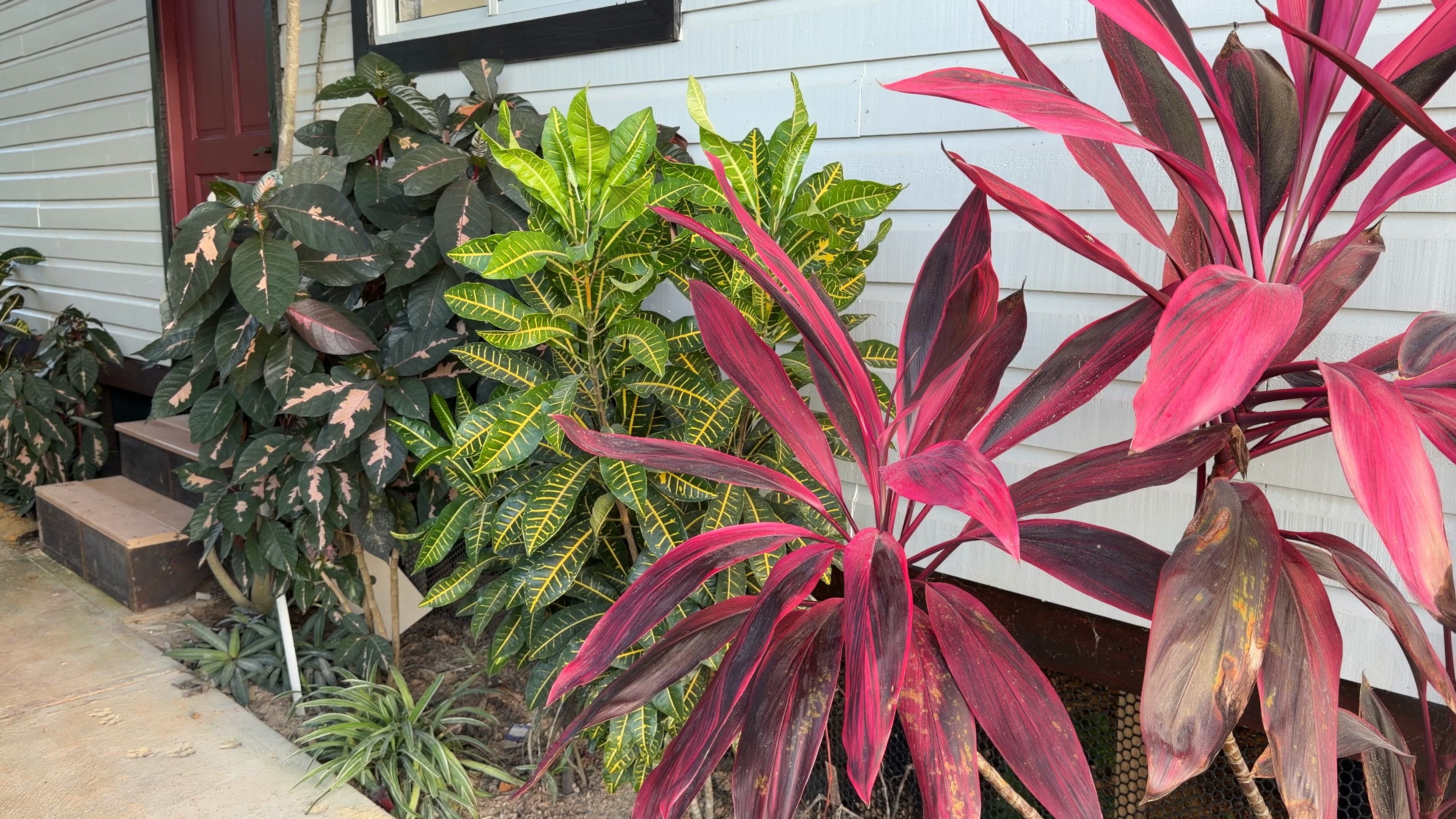 Crotons and red-leaved ti plants beside one of the houses