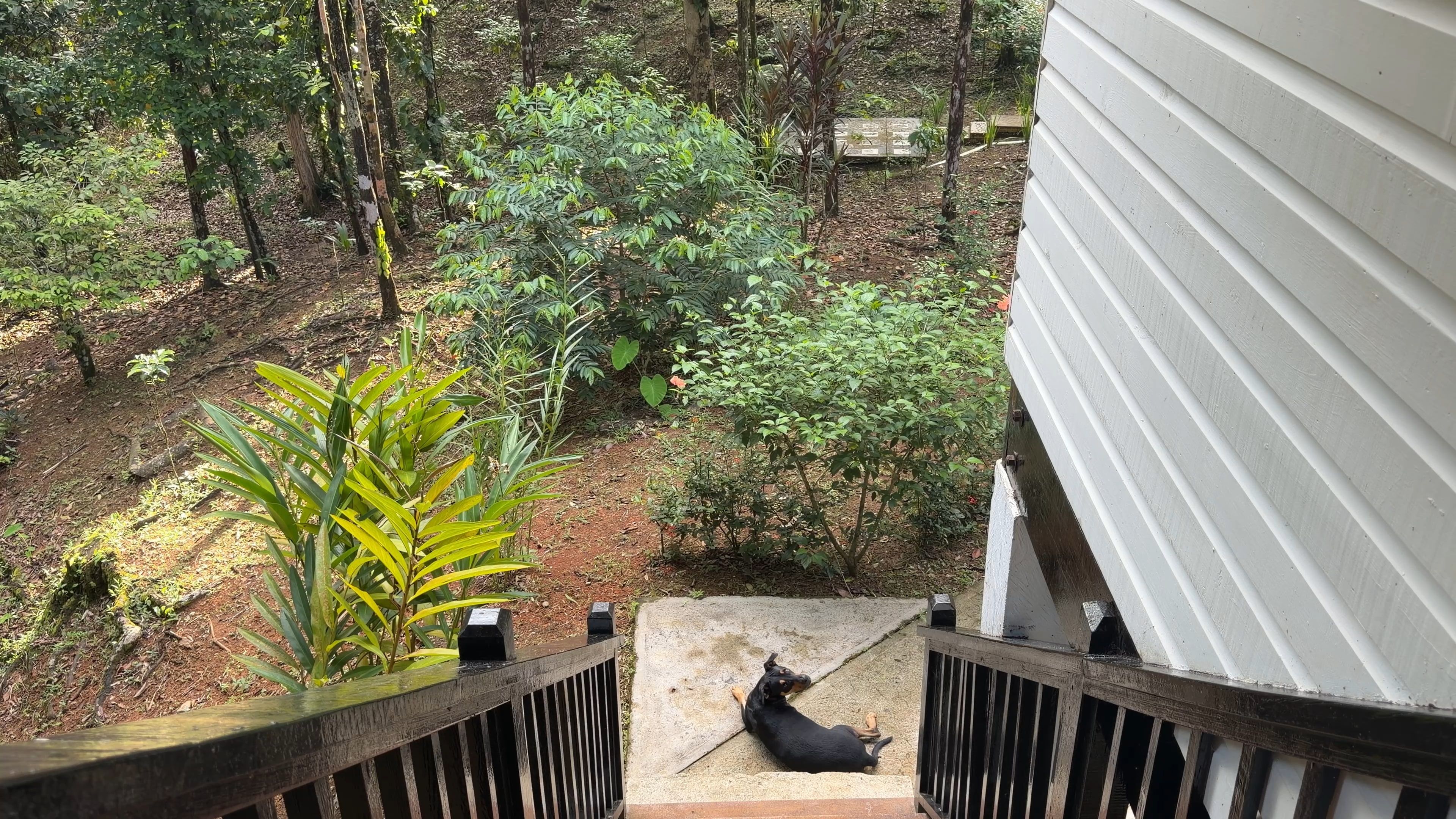 The entrance stairs from above, with the garden and a dog lying at the foot
