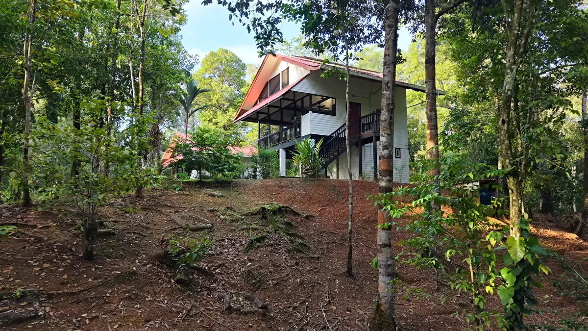 A Jungle Lodge seen from the slope, between the tree trunks