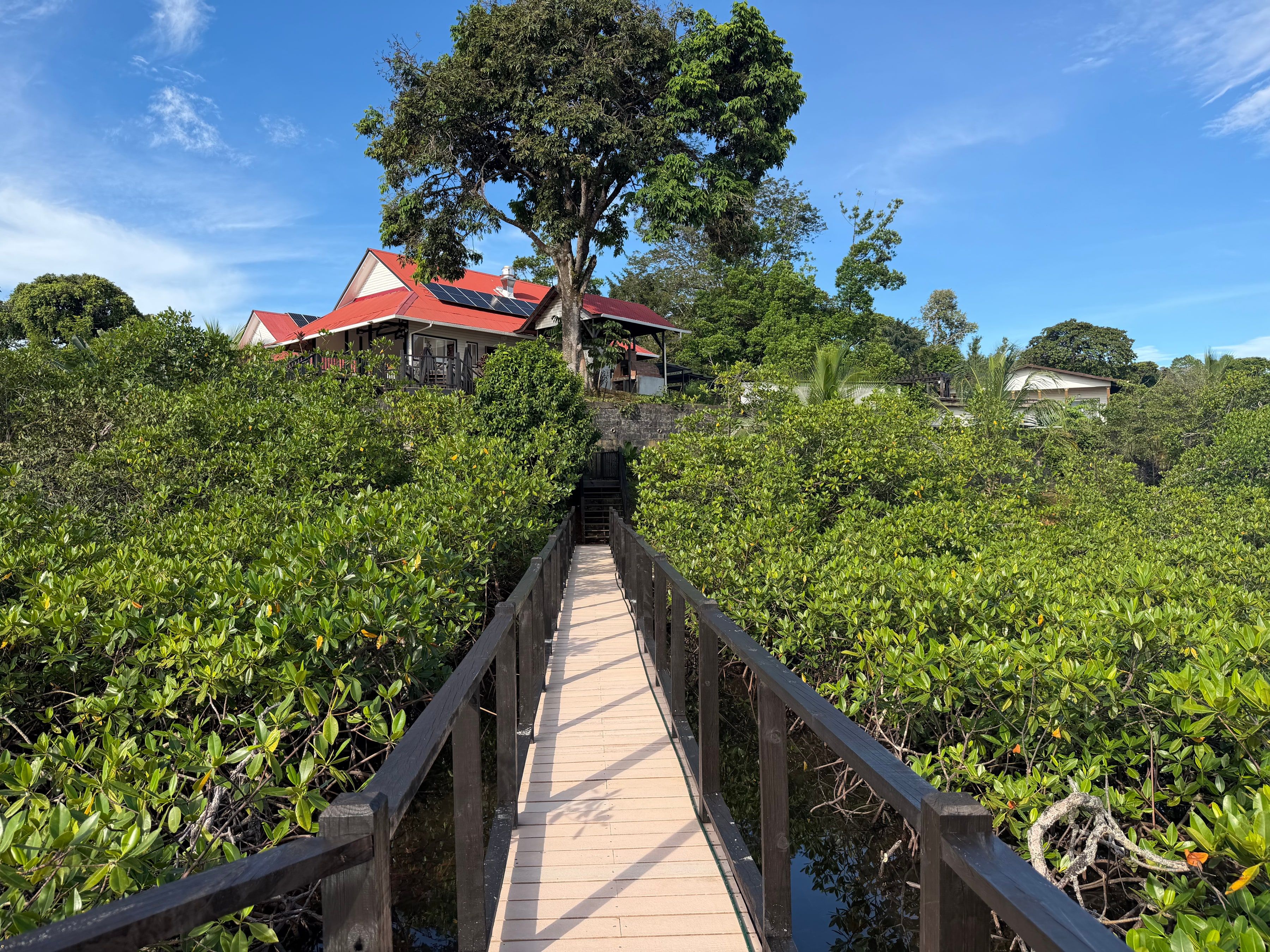 The walkway up toward the restaurant, through the mangroves