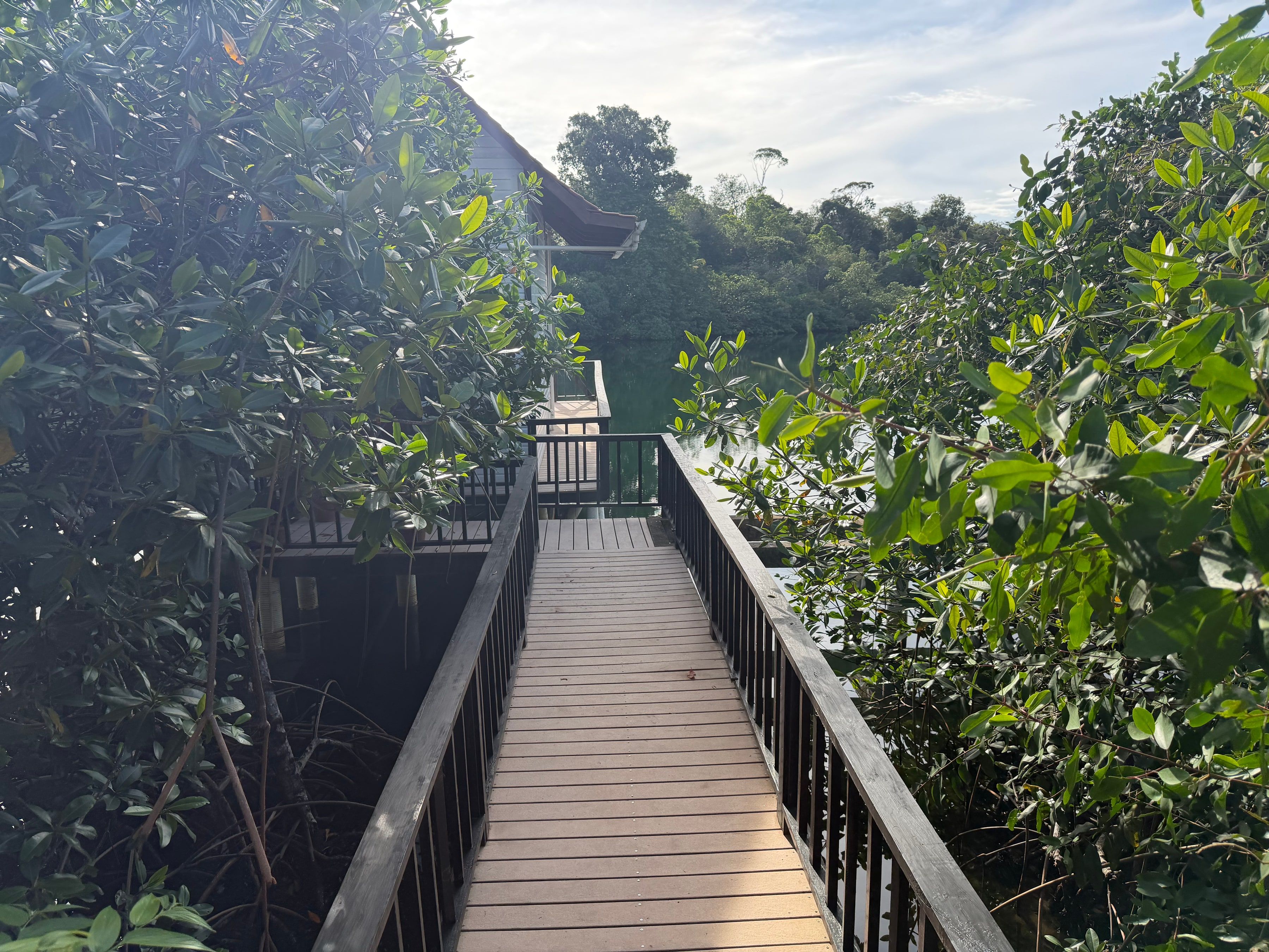The walkway through the mangroves that leads to El Tulipán Perdido