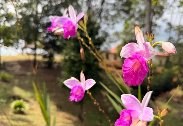 Orchids in the garden