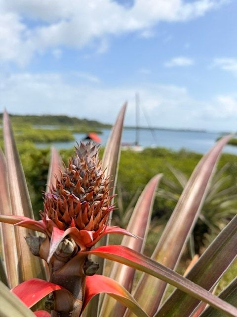 A flowering pineapple, with the bay behind