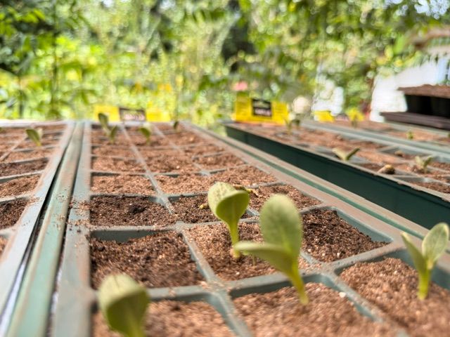 Seedling trays in the nursery