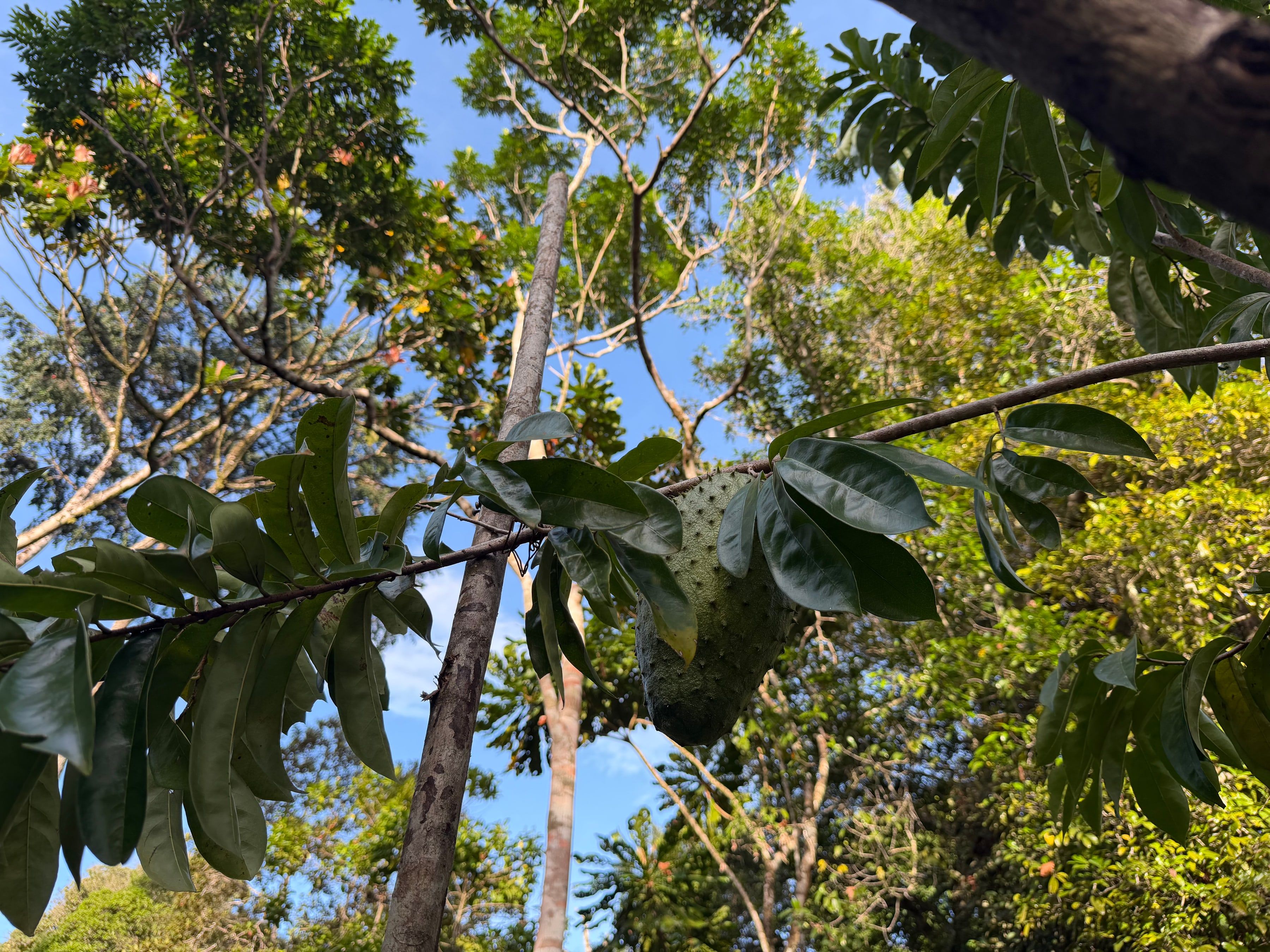 A soursop on the tree