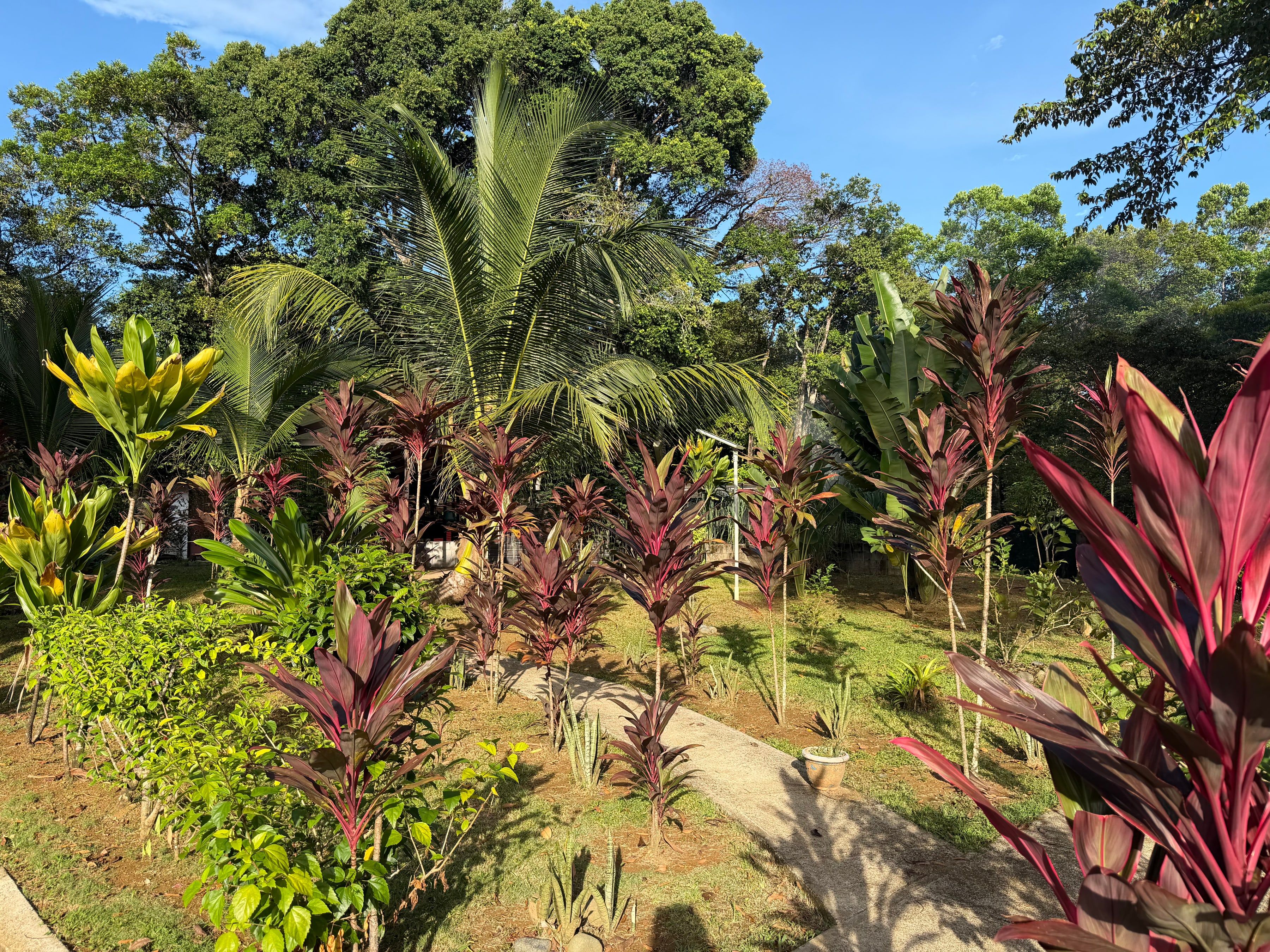 A garden path between red-leaf plants, with a palm behind